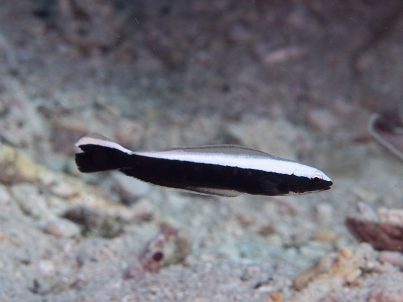 File:Blue tilefish, juvenile (Malacanthus latovittatus) (43757697651).jpg