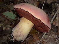 List Of Poisonous Fungus Species