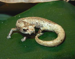 Lozanos salamander species of amphibian