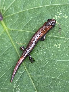 Description de l'image Bolitoglossa pacaya imported from iNaturalist photo 148186510 on 20 April 2022.jpg.