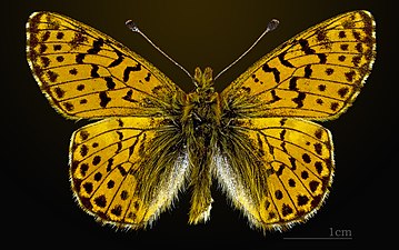 Boloria pales pyrenesmiscens