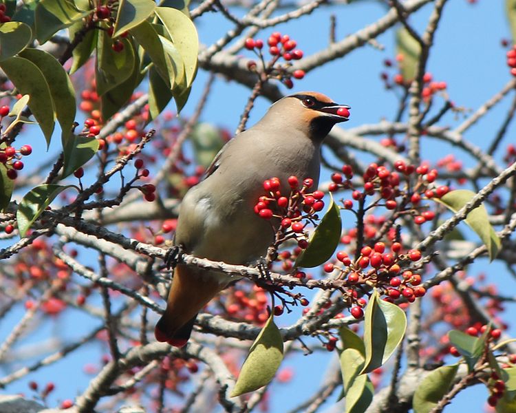 File:Bombycilla japonica (eating Ilex rotunda).JPG