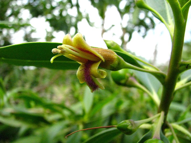 File:Bontia daphnoides (5819100272).jpg