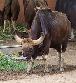 Gaur (rund)