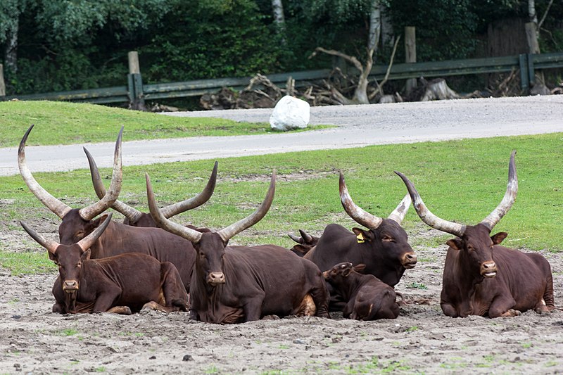 File:Bos primigenius f. taurus - Serengeti-Park Hodenhagen 2017 02.jpg