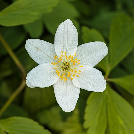 ไฟล์:Bosanemoon (Anemone nemorosa) (d.j.b.).jpg