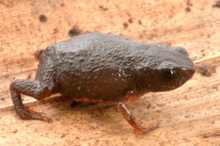 Brachycephalus brunneus.png