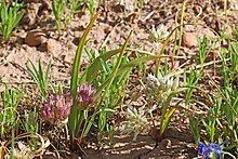 Cibule brandegee (Allium brandegeei syn. Allium brandegei) .jpg