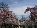 Brandywine Park Blossoms.JPG