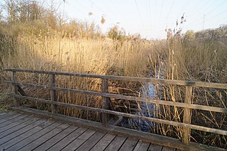 Typical course in an old Main river bed between Hanau-Hohe Tanne, Maintal-Hochstadt and Maintal-Dörnigheim