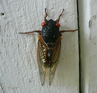 Brood XIII Periodical cicada brood