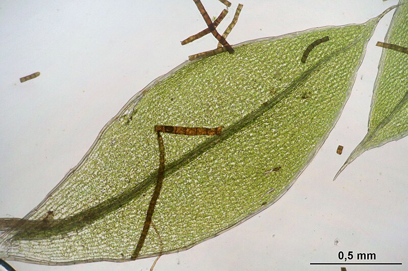 File:Bryum moravicum (a, 144640-474744) 8317.JPG