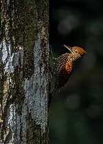 Thumbnail for Buff-spotted flameback