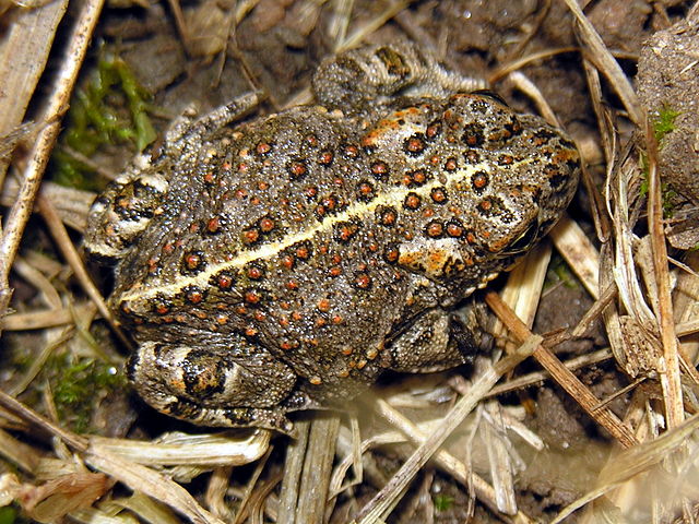 File:Bufo_calamita_2006-08-15.jpg