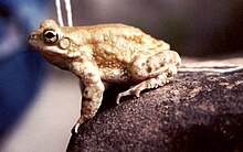 Bufo olivaceus03.jpg