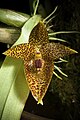 Bulbophyllum sanguineomaculatum