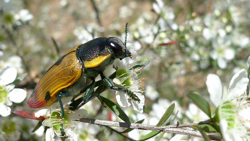 File:Buprestid I (11221112055).jpg