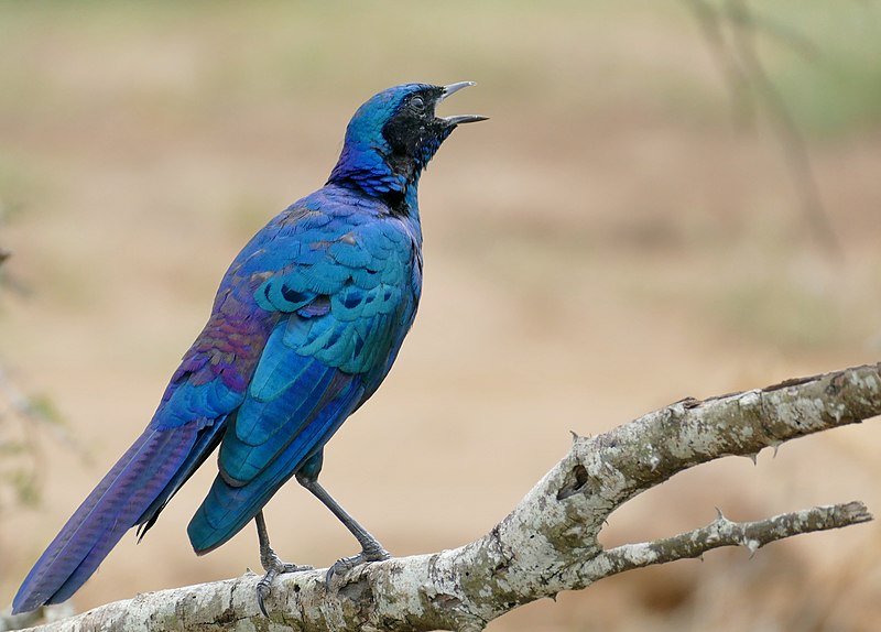 File:Burchell's Starling (Lamprotornis australis) calling ... (51903924192).jpg