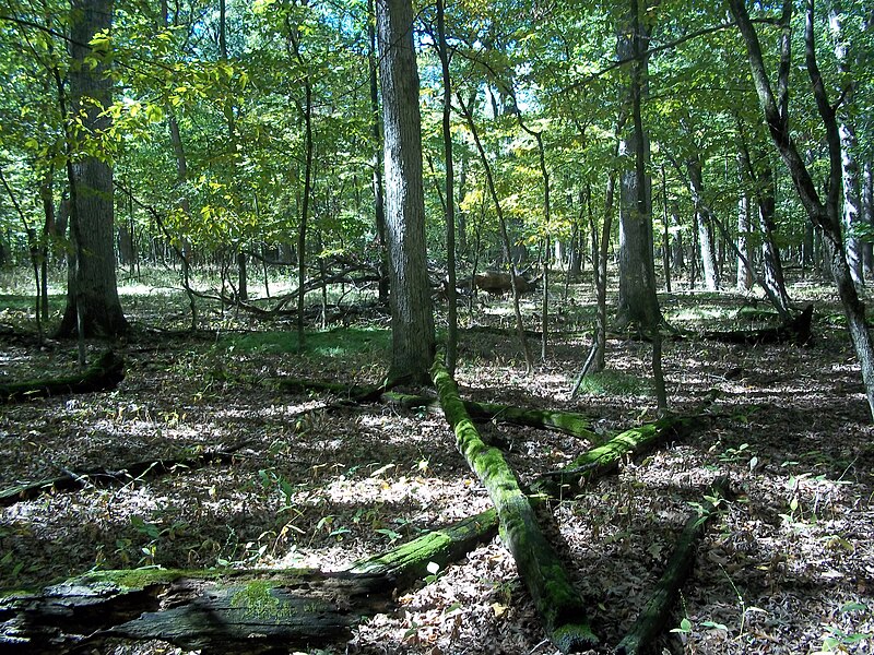 File:BusseWoods2.JPG