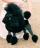 Black Miniature Poodle, in Continental clip