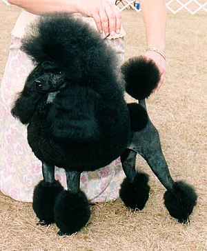 Miniature Poodle with a Continental clip