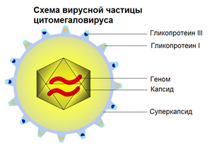 Вирусная Оболочка