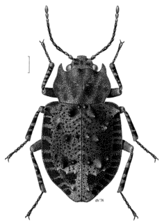 <span class="mw-page-title-main">Ulodidae</span> Family of beetles