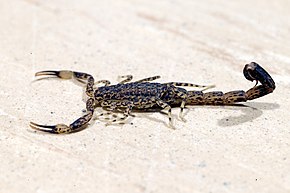 Descrizione dell'immagine CSIRO Science Immagine 1470 Little Scorpion Marmorizzato Lychas marmoreus.jpg.
