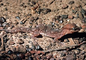 Afbeeldingsbeschrijving CSIRO ScienceImage 6911 Yellowsnouted gecko.jpg.