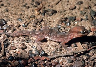 <span class="mw-page-title-main">Alligator River gecko</span> Species of lizard