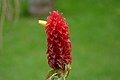 Costus comosus