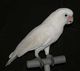 Gofino kakadu (Cacatua goffini)