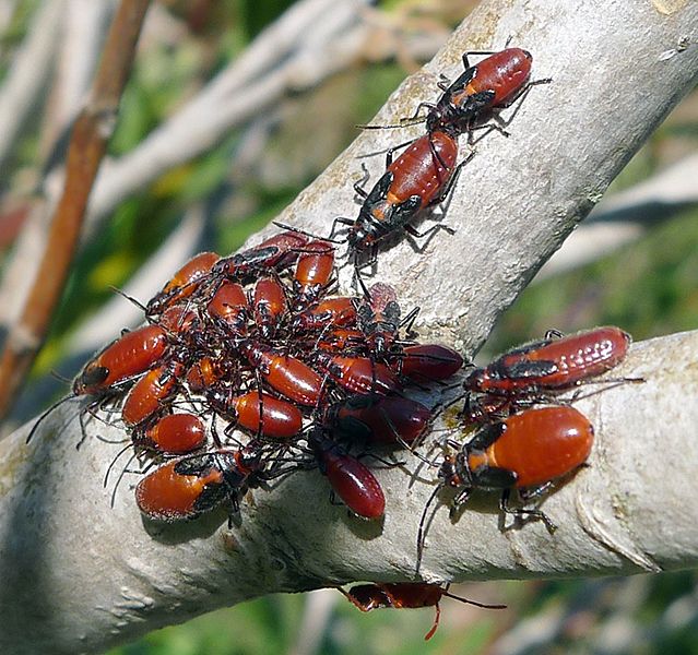 File:Caenocoris nerii nymphs. Lygaeidae. Hemiptera - Flickr - gailhampshire.jpg