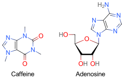 İki iskelet formülü: sol – kafein, sağ – adenosin.