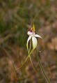 Caladenia vulgata common spider orchid