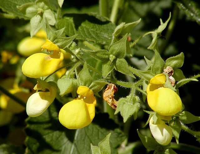 The Calceolaria - Lady's Purse Plant - One Cheery Little Flowering Plant |  The Hypertufa Gardener