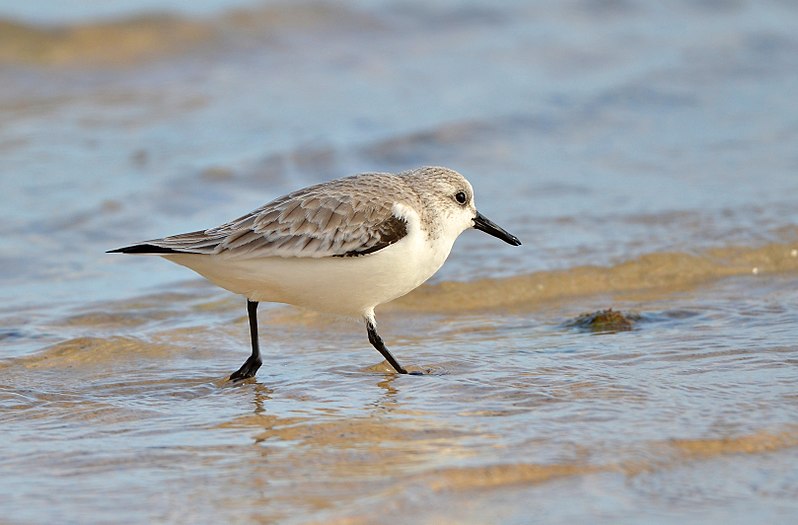 File:Calidris alba - 6241.jpg