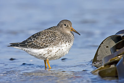 Foto van een Paarse Strandloper