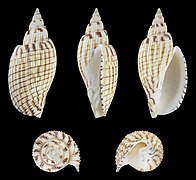 Callipara kurodai (Kuroda's Lyria), shell