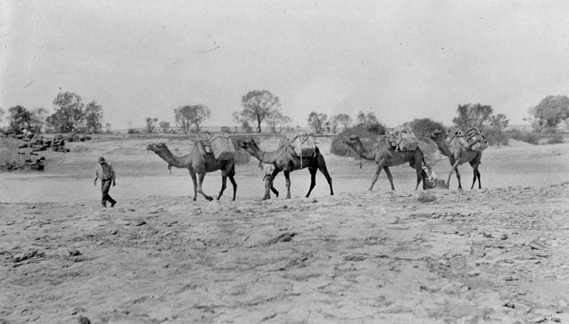 File:Camel team coming over to Birdsville led by the camel driver, ca. 1926 (9728735820).jpg