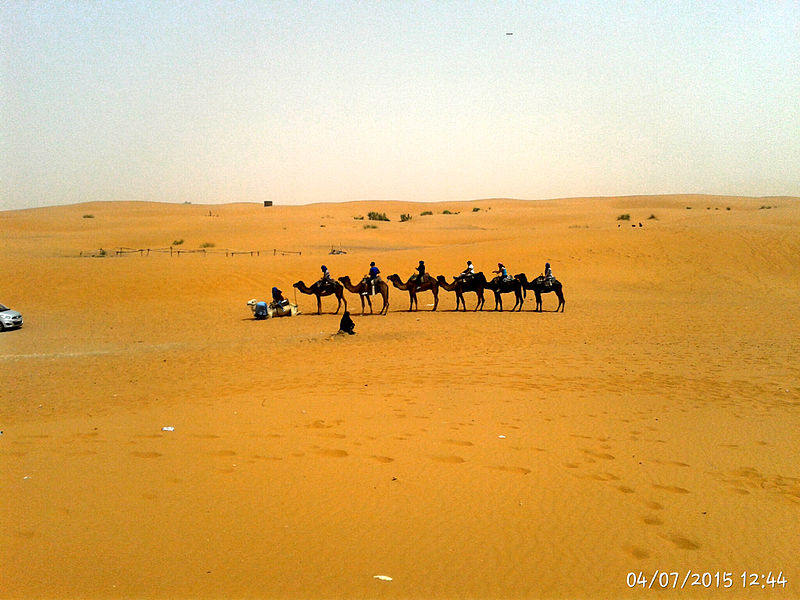 File:Camels in desert, Merzouga.jpg