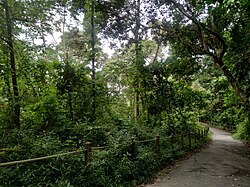 Camino en Rifle Range Nature Park, Singapur.jpg