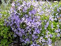 Campanula garganica