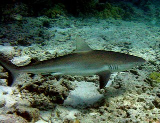 <span class="mw-page-title-main">Galapagos shark</span> Species of shark