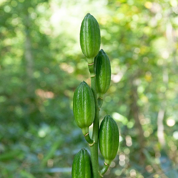 File:Cardiocrinum cordatum var. glehnii 02.jpg