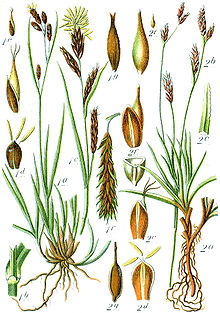 Carex spp Sturm58.jpg