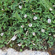 Carpet clover (Trifolium monanthum) low mat