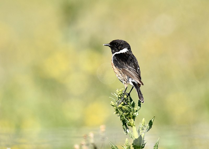 File:Cartaxo-comum, macho, European Stonechat, male (51080596958).jpg