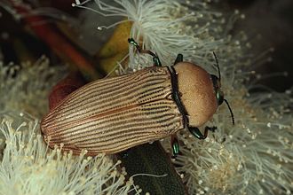 Castiarina flava; Big Desert Castiarina flava Big Desert Jan16.jpg