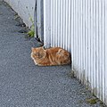 Cat (Felis catus) - Stavanger, Norway 2021-08-03 (01).jpg